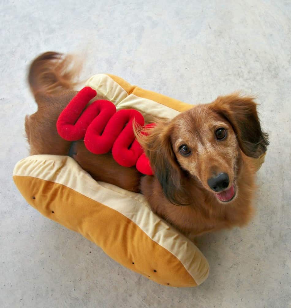 Wiener Dog Dachshund in Hot Dog Costume