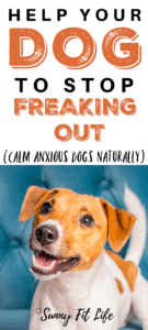 calm anxious dogs: dog anxiety remedies relief