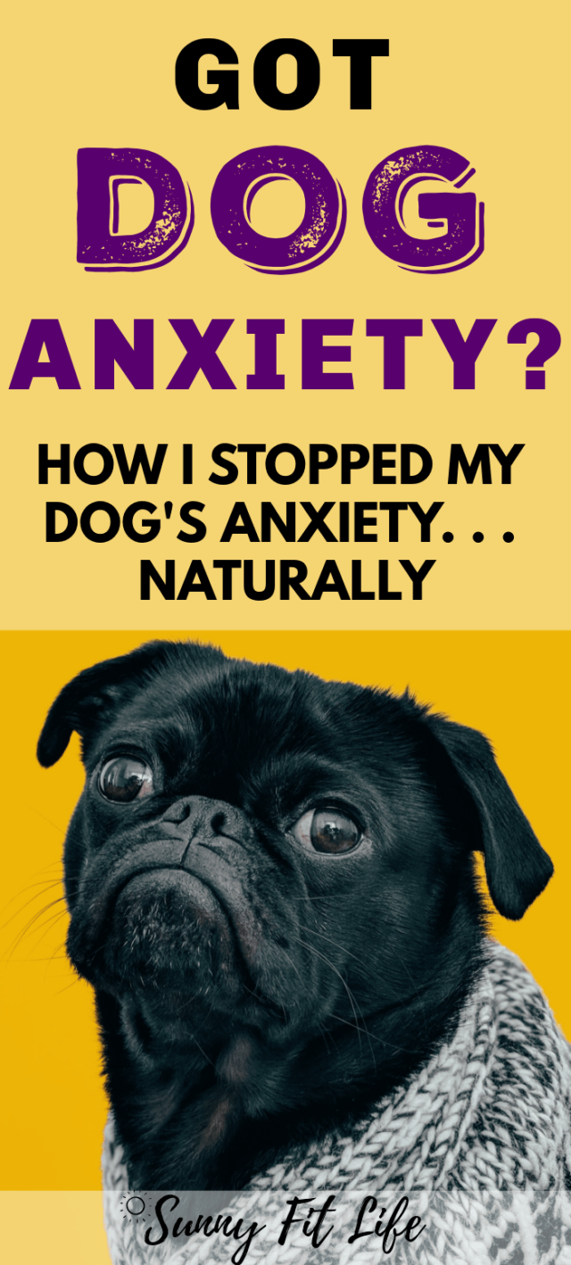 Natural Remedies For Old Dog Anxiety